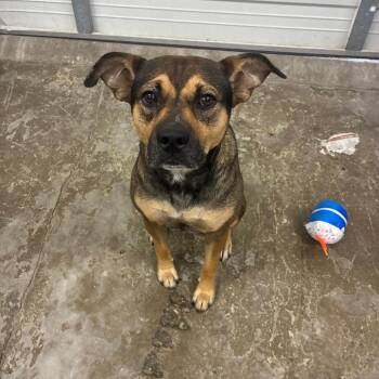 McMuffin -  Mixed Breed Dog for Adoption in Corbin, Kentucky - McMuffin | PetCurious