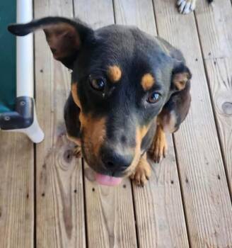 Fanta -  German Shepherd Dog Dog for Adoption - Fanta | PetCurious