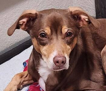 Whippet Dogs Available for Adoption - Sadie | PetCurious