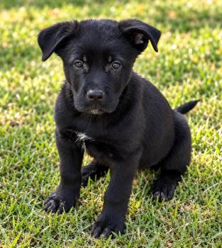 Batman -  Golden Retriever and Anatolian Shepherd Dog for Adoption in Nashville, Tennessee - Batman | PetCurious