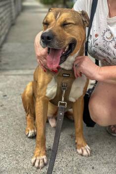 Rescue Shepherd Dogs for Adoption in Santa Monica, California - Marley | PetCurious