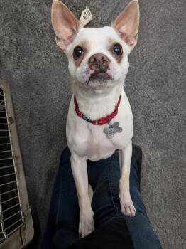Boston Terrier and Chihuahua Dogs Available for Adoption - Cici | PetCurious