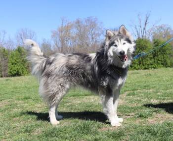 Husky Dogs Available for Adoption - Mr. Blu | PetCurious