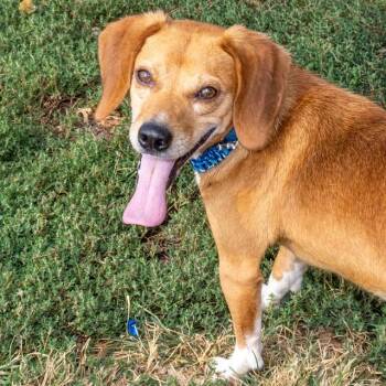 WADE -  Beagle Dog for Adoption in St. Louis, Missouri - WADE | PetCurious