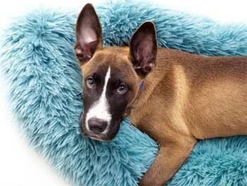 LENNON -  Belgian Shepherd Malinois and Boxer Dog for Adoption in Fort Lauderdale, Florida - LENNON | PetCurious