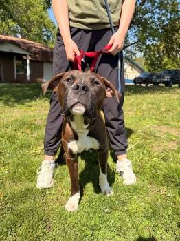 Boxer and American Staffordshire Terrier Dogs Available for Adoption in Waterloo, Iowa - Charlie  | PetCurious