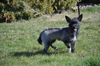 Terrier Dogs Available for Adoption - Zoe | PetCurious