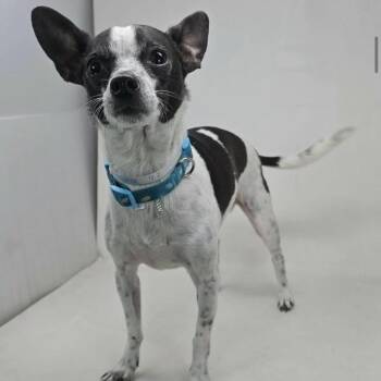 Nix -  Chihuahua and Mixed Breed Dog for Adoption - Nix | PetCurious