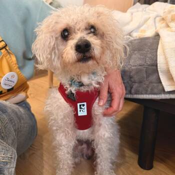 Poodle Dogs Available for Adoption - Silverstone 13889 | PetCurious