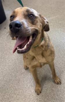 Catahoula Leopard Dog and Mixed Breed Dogs Available for Adoption in Fort Myers, Florida - LINCOLN | PetCurious