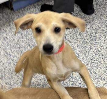 Labrador Retriever Dogs Available for Adoption in Golden, Colorado - Sprinkles | PetCurious