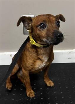Rescue Chihuahua and Mixed Breed Dogs for Adoption in Redlands, California - PACO | PetCurious
