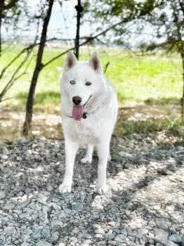 Rescue Siberian Husky Dogs for Adoption in Cottonwood Heights, Utah - Ember | PetCurious