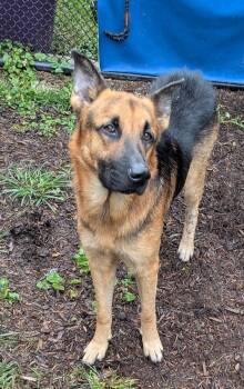 Ryan -  German Shepherd Dog Dog for Adoption in Baltimore, Maryland - Ryan | PetCurious