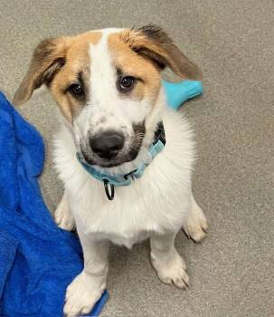 Saint Bernard Dogs Available for Adoption - Wishbone 4 Months Ava 3/25 | PetCurious