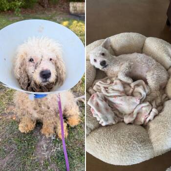 Miniature Poodle Dogs Available for Adoption in Austin, Texas - Cole | PetCurious