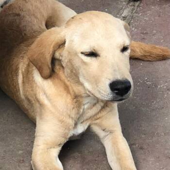 Micah -  Yellow Labrador Retriever and Mixed Breed Dog for Adoption in New Orleans, Louisiana - Micah | PetCurious