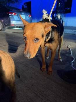 Mixed Breed Dogs Available for Adoption in Dallas, Texas - SACHEL | PetCurious