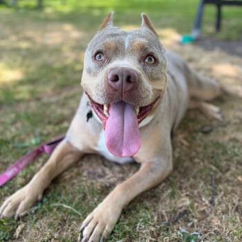 Keeper -  Pit Bull Terrier and Mixed Breed Dog for Adoption in Los Angeles, California - Keeper | PetCurious