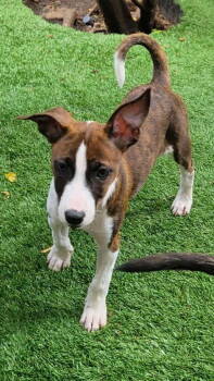 Rescue Terrier Dogs for Adoption in Pompano Beach, Florida - Milo | PetCurious