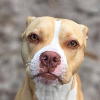 Boxer Dogs Available for Adoption in Niagara Falls, Ontario - Hazel Grace (20260416-03) | PetCurious