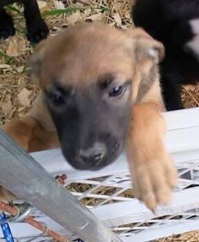 German Shepherd Dog Dogs Available for Adoption in Fort Payne, Alabama - Bubba | PetCurious