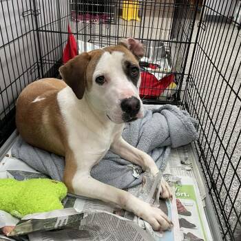 Labrador Retriever Dogs Available for Adoption in Parma, Ohio - Hashbrown | PetCurious