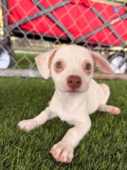 Emmie -  Mixed Breed Dog for Adoption in New York, New York - Emmie | PetCurious