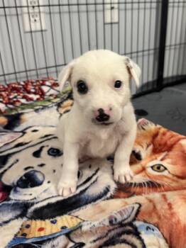 Rescue Great Pyrenees Dogs for Adoption in Kings Mountain, North Carolina - Patch | PetCurious