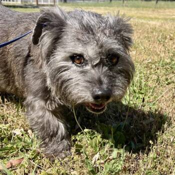 Terrier Dogs Available for Adoption in Sonoma, California - Shania | PetCurious