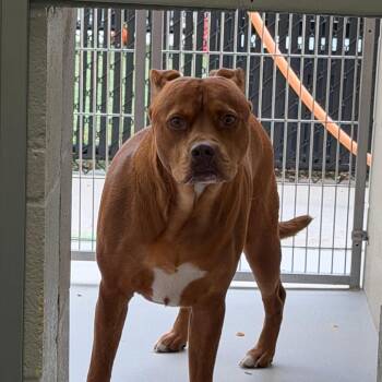 Pit Bull Terrier Dogs Available for Adoption in Greensboro, North Carolina - Parker | PetCurious