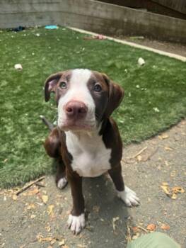 IRA* -  Staffordshire Bull Terrier and Mixed Breed Dog for Adoption in Santa Cruz, California - IRA* | PetCurious