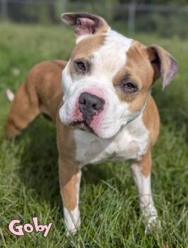Goby -  Pit Bull Terrier and American Bulldog Dog for Adoption in Mason, Michigan - Goby | PetCurious