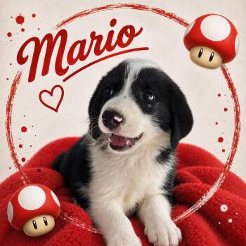 Mario -  Great Pyrenees and Standard Poodle Dog for Adoption in Panama City, Florida - Mario | PetCurious