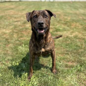 Leo -  Mixed Breed Dog for Adoption in Ashtabula, Ohio - Leo | PetCurious