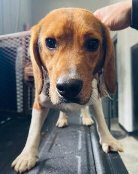 Beagle Dogs Available for Adoption - Franklin | PetCurious