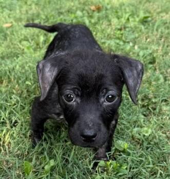 Baby Mowgli -  Spaniel and Chihuahua Dog for Adoption in Washington, District Of Columbia - Baby Mowgli | PetCurious