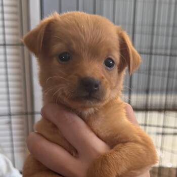 Belly -  Chihuahua and Mixed Breed Dog for Adoption in Las Vegas, Nevada - Belly | PetCurious