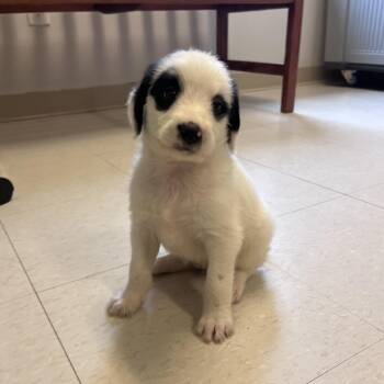 Snoopy -  Cattle Dog Dog for Adoption in West Jefferson, Ohio - Snoopy | PetCurious