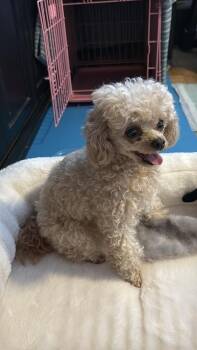 Von Puffer -  Poodle Dog for Adoption in New York, New York - Von Puffer | PetCurious