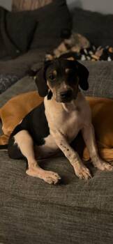 Mingo -  Treeing Walker Coonhound Dog for Adoption - Mingo | PetCurious