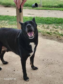 Shepherd and Black Labrador Retriever Dogs Available for Adoption in Bolivar, Tennessee - Smokey | PetCurious