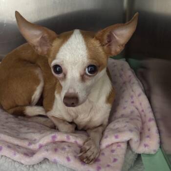Grammy -  Chihuahua Dog for Adoption in Springtown, Texas - Grammy | PetCurious