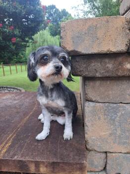 Luna -  Maltese and Yorkie Poo Dog for Adoption in Matthews, North Carolina - Luna | PetCurious