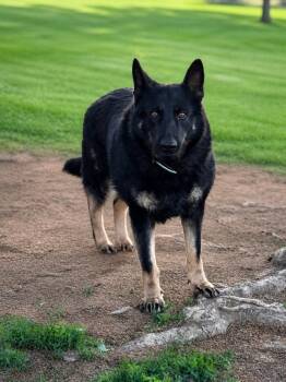 German Shepherd Dog Dogs Available for Adoption in Chesterfield, Missouri - Angel | PetCurious