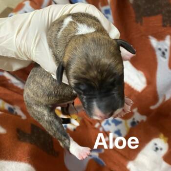 Rescue Beagle and Terrier Dogs for Adoption in Jacksboro, Tennessee - Aloe | PetCurious