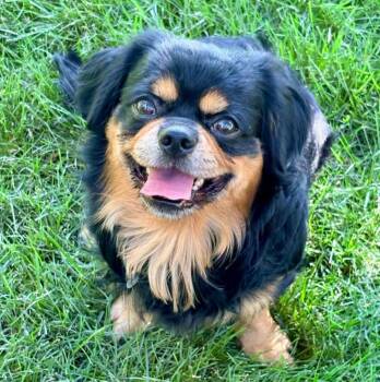 Wilson -  Tibetan Spaniel and Mixed Breed Dog for Adoption in Mead, Colorado - Wilson | PetCurious