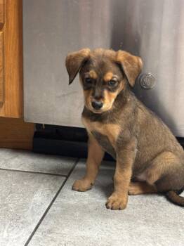 Jack Russell Terrier and Cattle Dog Dogs Available for Adoption - Chiqui | PetCurious