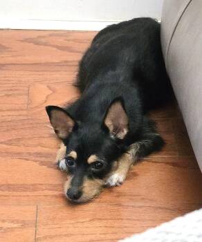 Dixie -  Terrier and Chihuahua Dog for Adoption in Savannah, Georgia - Dixie | PetCurious