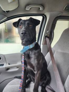 Rescue Labrador Retriever Dogs for Adoption in Gold Beach, Oregon - Sailor Moon | PetCurious